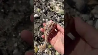 Stunning Chocolate Pear Whelk #shelling #beach #ocean #nature #treasure