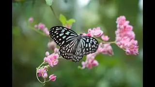 butterfly / Coloring page paint by numbers