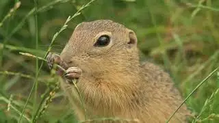 mamrot eating