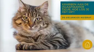 KRABBEN AAN DE SLAAPKAMERDEUR, DE OPLOSSING! - De gelukkige huiskat | Kattengedrag