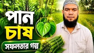 পান চাষ (পান চাষের মাধ্যমে কৃষকের জীবনে আনে আর্থিক সচ্ছলতা ও স্বনির্ভরতা)।
