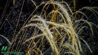 Does Rye Bread Protect Against Cancer?