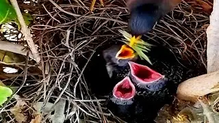 Common myna birds carry 3-4 grasshoppers to feed their young.