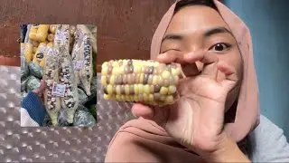 REVIEW JAGUNG WARNA WARNI 😁😁