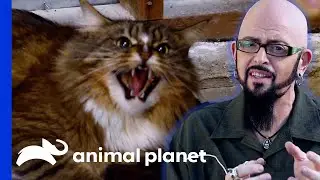 Feisty Cat Learns To Love Cuddles Thanks To Opera Music! | My Cat From Hell