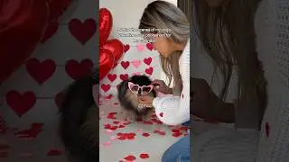 Фотосессия ко Дню святого Валентина 😍❤️ #померанскийшпион #собака
