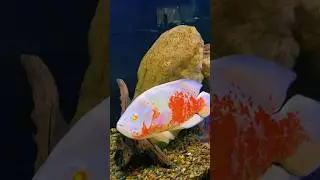 Albino oscar cichlid #fish #oscarcichlid
