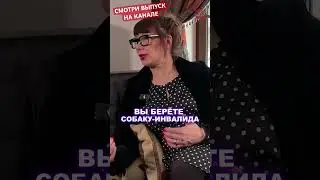 Ген агрессии у собак. Миф? #dogtrainer #dogcoach #doberman #собака #bully #булли