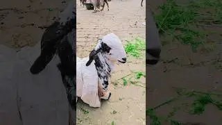 #eidmubarak #song #kids #cute #funny #music #qurbanvlogs #funnymusic #cow #bakr