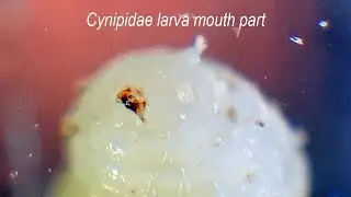 Cynipidae larva mout parts