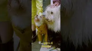 Moda Casual per Cani  Stile e Comfort per il Tuo Amico a Quattro Zampe #viral#shorts