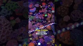 Everything You Knew About Acans was a LIE