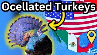 Discover the world&rsquo;s SMALLEST wild turkey subspecies! Ocellated Turkey
