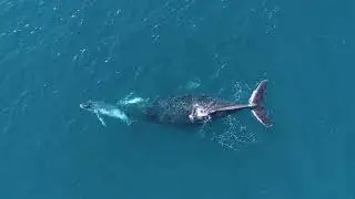 Mother & Baby Humpback Whale Bonding #humpbackwhale