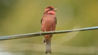 Dark-breasted Rosefinch (Procarduelis nipalensis)