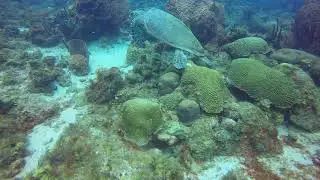 Turtle in Saint Lucia