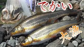 投網。でかウグイ大漁。ウジャウジャ獲れた。から揚げ、うまいぞ。獲って食べる。　ウグイの瀬付き。　投網でウグイ。投網8。　川の大物釣り。ウグイ。Fishing Cast Net
