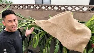 How to Protect Dragon Fruit From Heat Wave