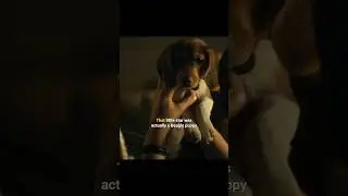 The Real Puppy Behind John Wick&rsquo;s Heartbreaking Story 💔🐶