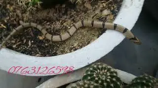 Oligodon arnensis banded kukri snake. (non venomous