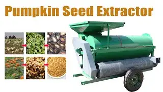 Pumpkin Watermelon Seeds Harvesting by Pumpkin Seed Extractor for Sale: Efficient Seeds Extraction🎃🍉