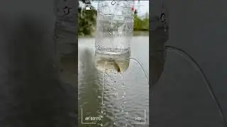 Make a simple fish traps