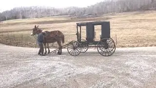 Draft mule team for sale.  Single hooking video ‼️‼️‼️‼️‼️