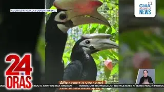 Captive breeding ng 2 Palawan Hornbill ng Katala Foundation Inc., tagumpay | 24 Oras