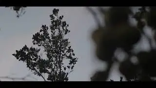 COFFEE PLANT FOOTAGE | INDONESIAN COMMODITY