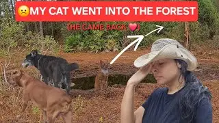 I Took My Pets for a Walk. Then My Cat Ran Into the Forest | FLORIDA COUNTRYSIDE | NATURE  