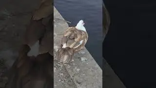 #Muscovyduck Chocolate Muscovy Duck