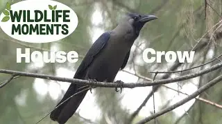 HOUSE CROW Call taken at Changi Beach Park Singapore