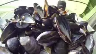 How To Cook Wild Mussels From Bedruthan Steps