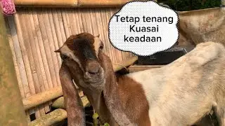 SITUASI TERKINI YUNI BIBIT KEMRANJEN