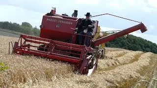 Massey Ferguson 87 Working Hard in The Field Threshing Barley | Old School | DK Agriculture