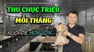 Cần Gì Đi Làm Thuê? Nuôi Dúi Má Đào Thái Lan Thu Nhập Hàng Chục Triệu Mỗi Tháng