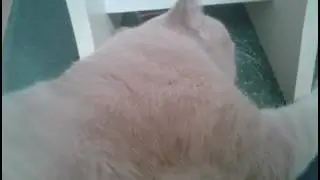 Трейлер канала  Pets TV