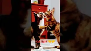 cat fight# #cat # #cartoon # #animals