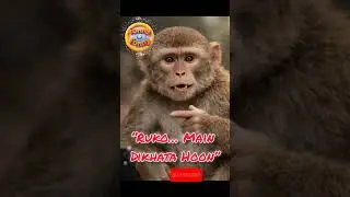 जब बंदर ने Reels Review कर दी 😂🐒 | Monkey Became Content Creator