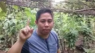 # Right Technology in Pollinating  Durian flower #self pollination