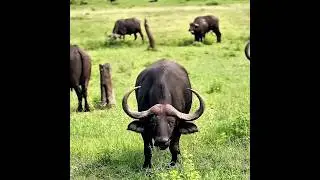Why Asian Buffalo Are Tame but African Buffalo Are Untamable #shorts #viralshorts
