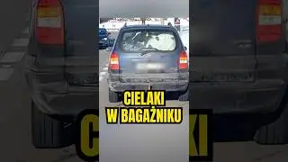 🐄 Ile cielak&oacute;w zmieści się w oplu❓🤔 #polskiedrogi #piracidrogowi #rolnictwo #wideorejestrator