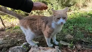 Кот Лео приблизился к нам, сначала медленно, затем быстрее.