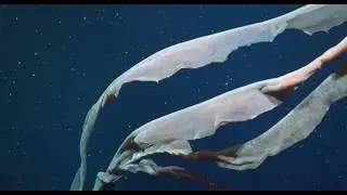 Life in Extremes &mdash; Cold Seeps of Argentina | 4K ROV Highlights
