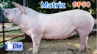 Porcos Gigantes: As Melhores Ra&ccedil;as para Ganho R&aacute;pido