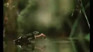 Mouche noire qu&eacute;b&eacute;coise