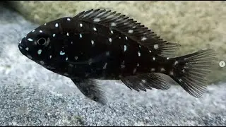 Tropheus duboisi 