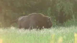 Tracking - European Bison / Wisent