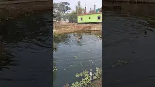 Duck Enjoy The Pond 🥰🆗