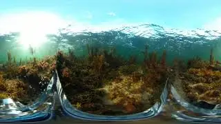 Southern fiddler ray (Trygonorrhina dumerilii) on the rocky algal reef